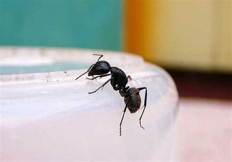 時鐘風水房間 家中 突然出現很多 小螞蟻